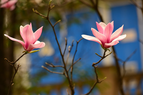 玉兰花