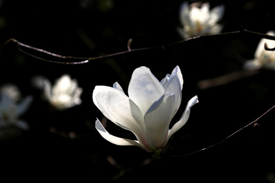 花影 玉兰花 白玉兰