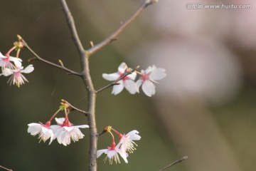 桃花背景