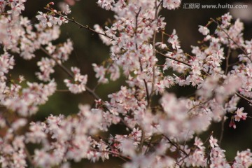 桃花背景