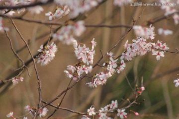 桃花背景