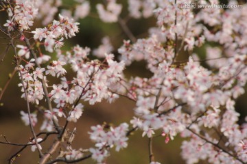 桃花背景