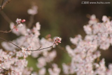 桃花背景