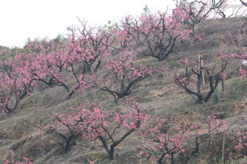 桃花地