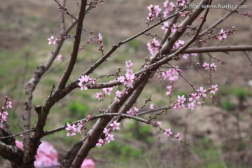 桃花树枝