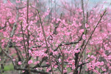 春天桃花