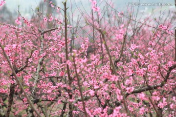 桃花