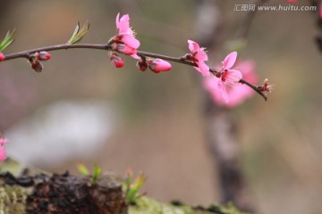 桃花特写