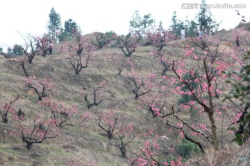 桃花源