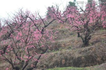 桃花林