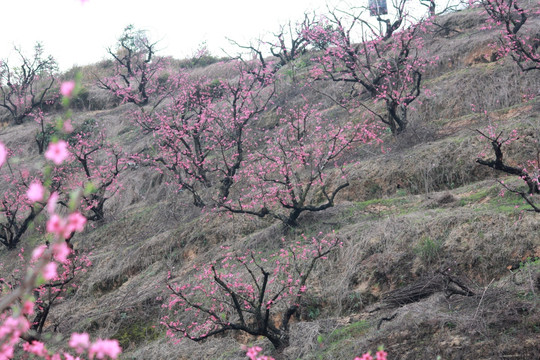 桃花山