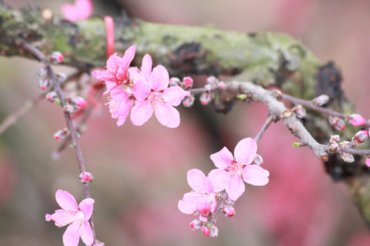 桃花