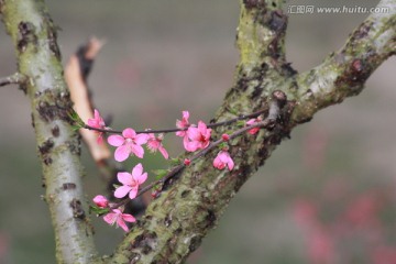 桃花