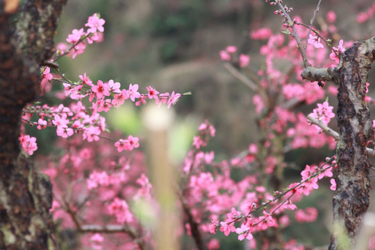 桃花