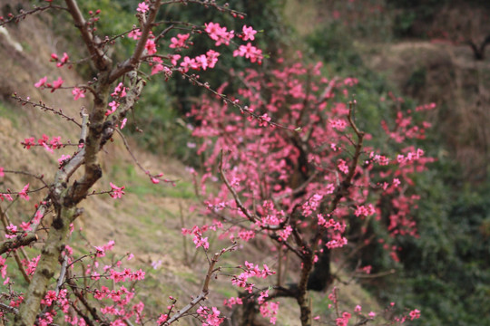 桃花