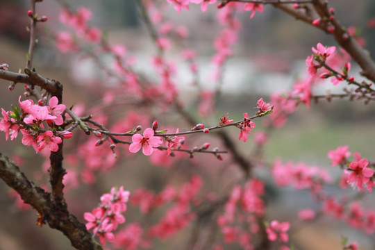 桃花