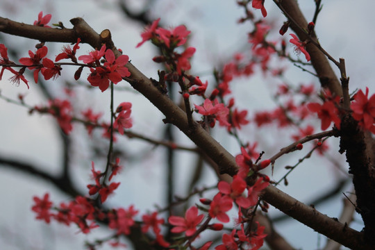 桃花