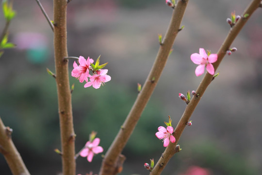 桃花特写