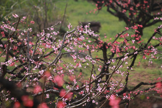 桃花特写
