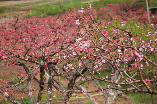 春暖花开 桃花