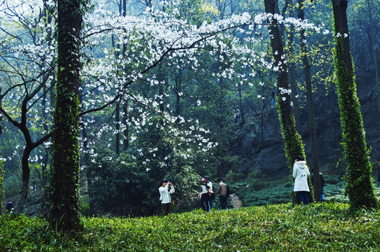 樱花树林