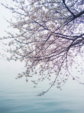 樱花湖泊