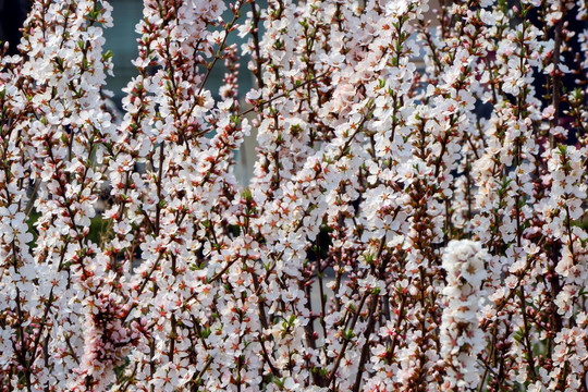 花枝