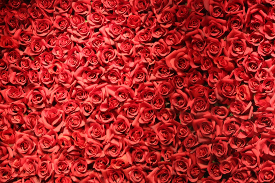 玫瑰花背景素材