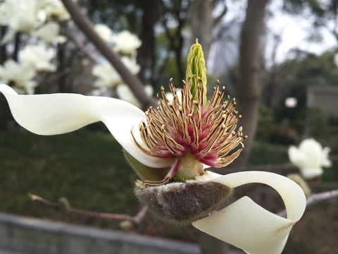 玉兰花开