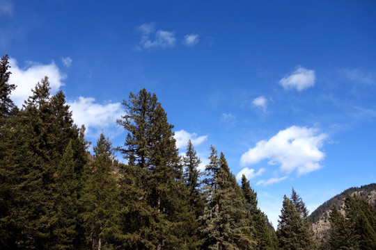 杉树 山 蓝天 白云 风景画