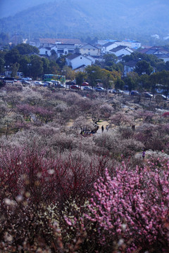 花海