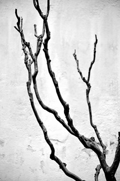 黑白艺术摄影 枯树枝