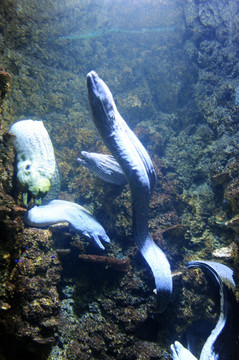 海底世界 裸胸鳝