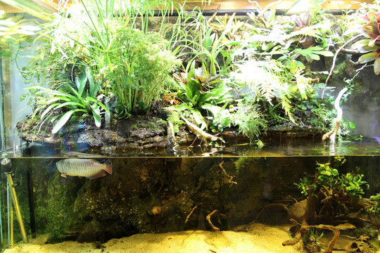 鱼缸 生态 绿植 假山 园林