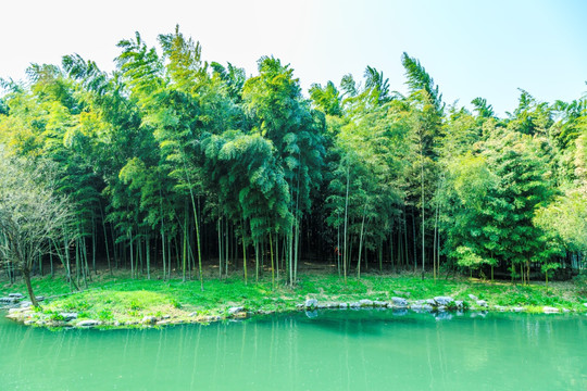 竹林（高清TIF格式）