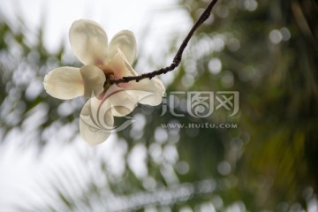 辛夷花 木笔花 望春花 玉兰花