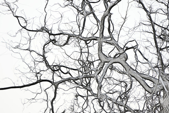 抽象树枝