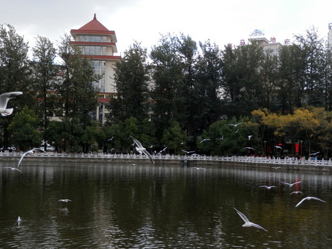 昆明翠湖公园海鸥