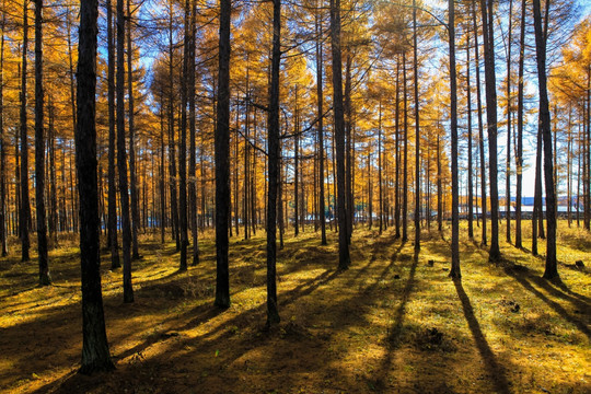 落叶松 农村