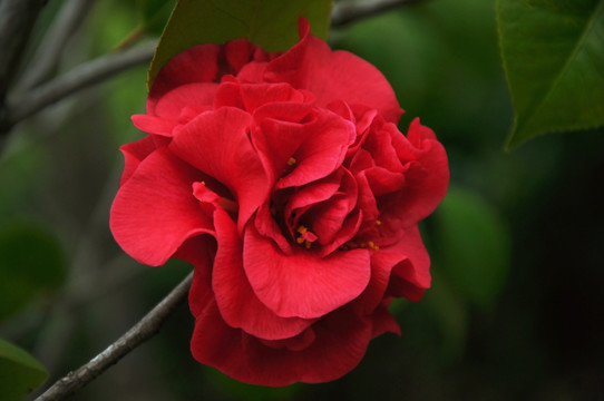 盛开的红色海棠花