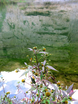 水边的小花