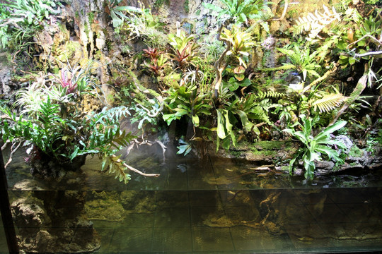 鱼缸 生态 绿植 假山 园林