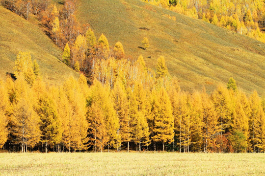 金色山林风景