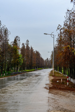 水杉公路