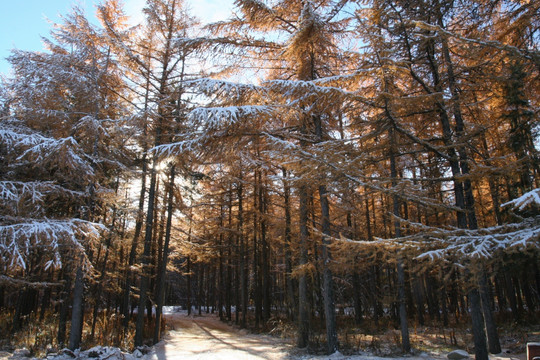 松林雪景