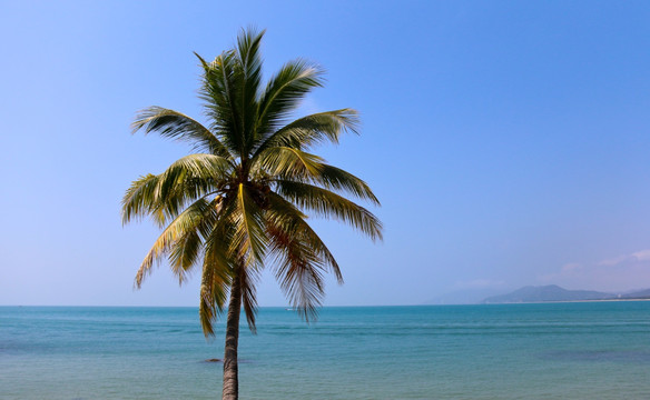 大海 椰子树