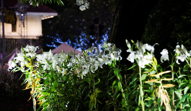 泰国北部树木花卉