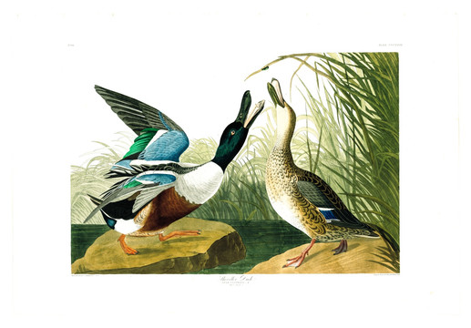 鸭形目禽鸟类油画 高清品质