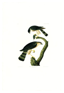 鹰雕猛禽鸟类油画 高清品质