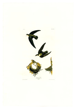 雨燕目禽鸟类油画 高清品质